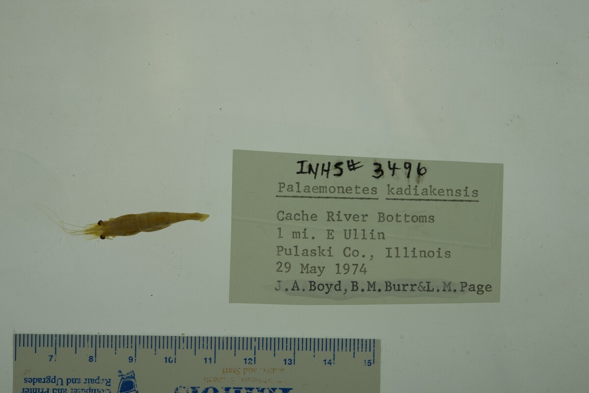 Palaemoninae image